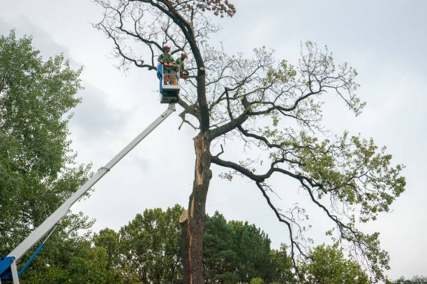 Lake Waynoka, OH Tree Care  Company